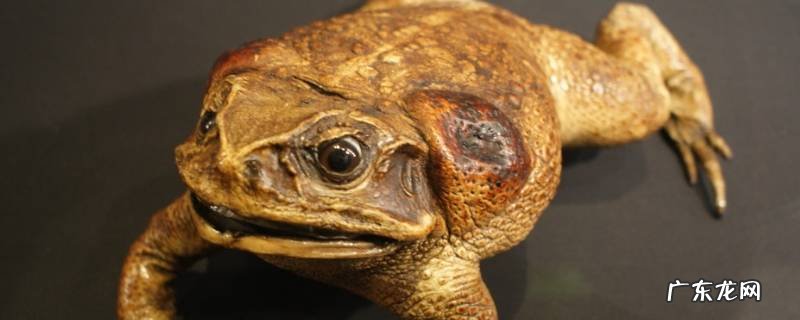 金蟾蜍的特点 蟾蜍和金蟾有什么不同