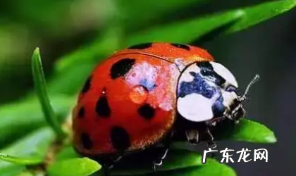 瓢虫会在屋子里繁殖,花大姐在屋里怎么消除