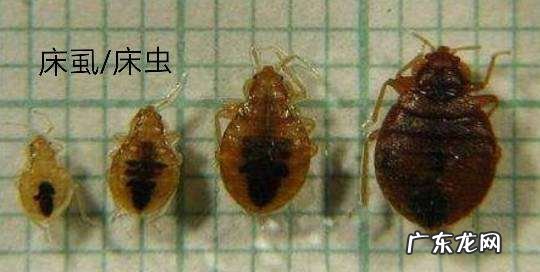 宿舍虫子种类,这是什么虫子识别拍照