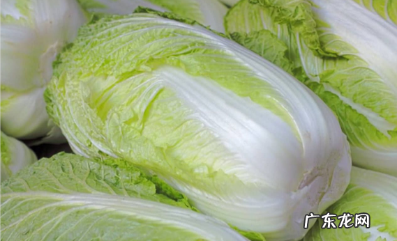 大白菜软腐病怎么办,大白菜软腐病用什么药