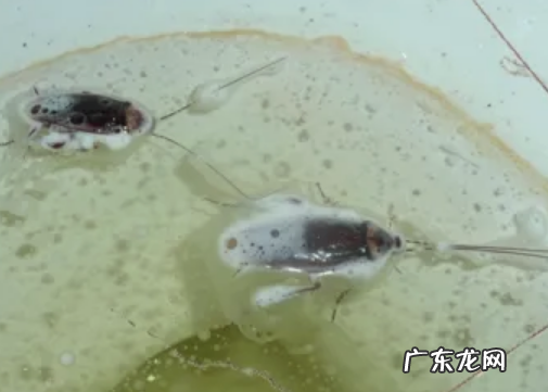 厨房蟑螂怎么消灭干净,如何有效彻底的消灭厨房里的蟑螂