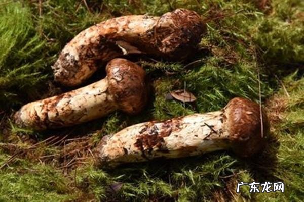 松茸保存是冷藏还是冷冻,松茸的保存方法冷冻