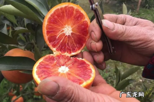 中国血橙哪里最出名,血橙在中国的主产区