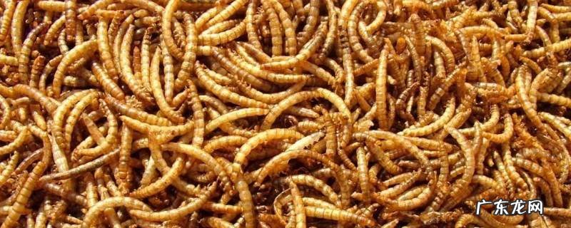 黄粉虫的特点 黄粉虫的特点生活环境