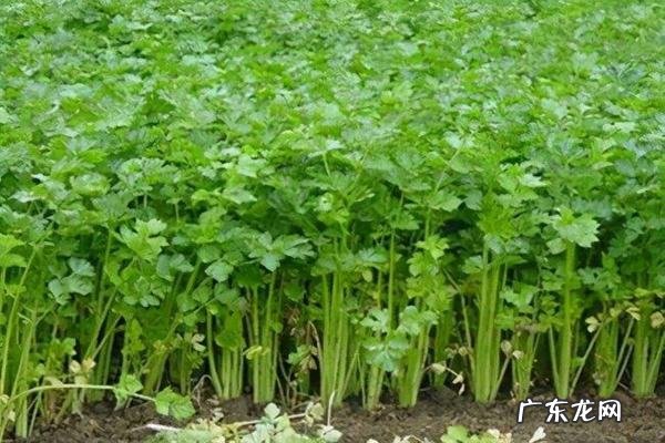 芹菜怎么种植在家,芹菜怎样种植