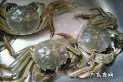螃蟹可以养活几天,螃蟹能活多长时间
