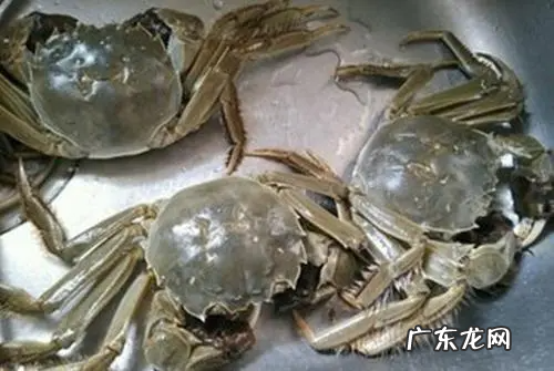 螃蟹可以养活几天,螃蟹能活多长时间