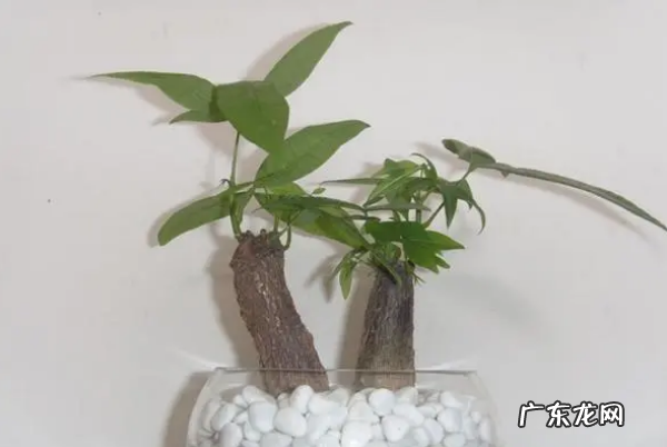 发财树树干软了怎么办,发财树树干变软能救