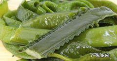 海白菜是什么菜,海白菜是海带