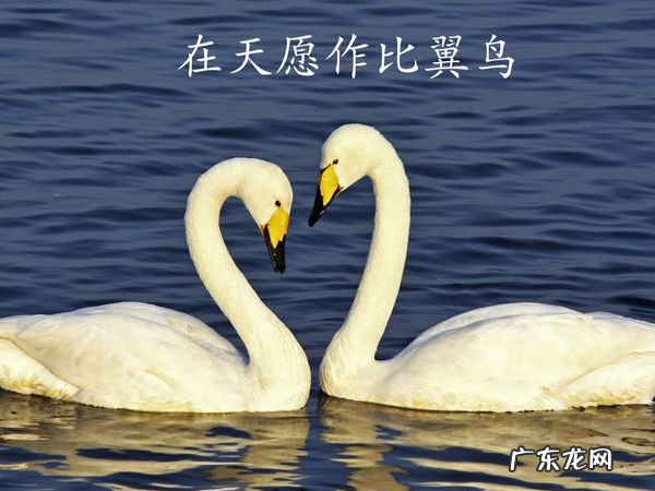 在天愿作比翼鸟指的是谁的爱情,在天愿作比翼鸟最初指的是谁