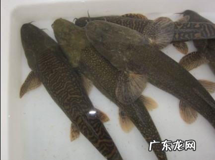 鱼是怎么分辨味道的,鱼是靠嗅觉还是视觉辨别食物的