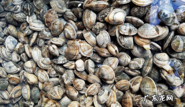 花甲吐沙要多久,花甲吐沙要多长时间盐水