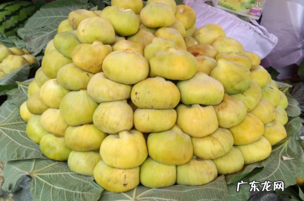 无花果水的作用与功效,鲜无花果泡水喝的功效