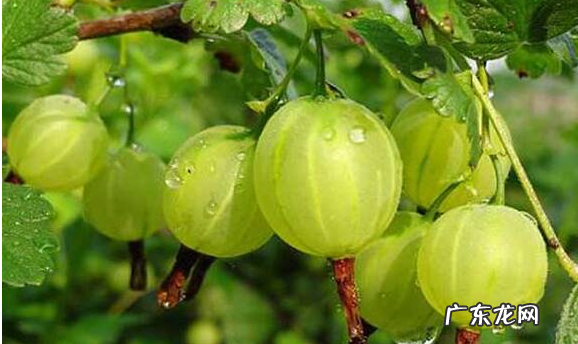 灯笼果剥开需要洗,灯笼果怎么洗才干净 灯笼果怎么吃最有功效