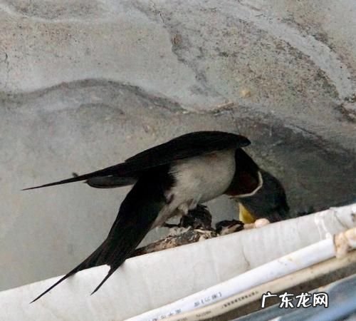 小燕子幼鸟吃什么东西,燕子的幼鸟吃什么食物能活