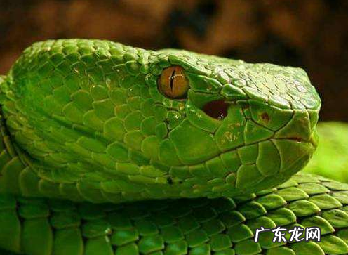 蛇用什么来辨别味道,蟑螂的嗅觉有多远