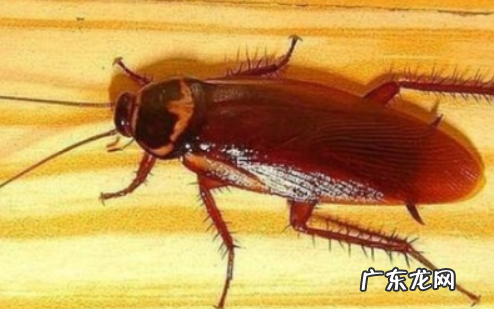 酒精可以杀死蟑螂卵,酒精可以杀蟑螂