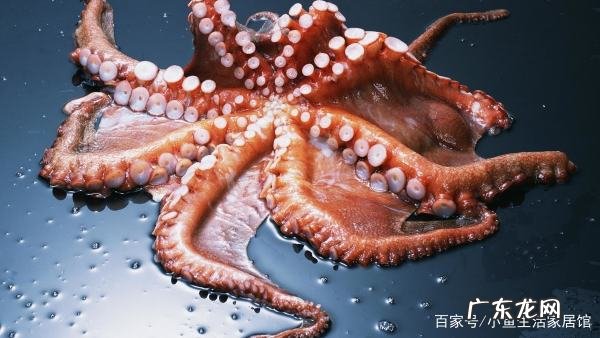 八爪鱼的墨汁可以吃,八爪鱼墨汁能吃