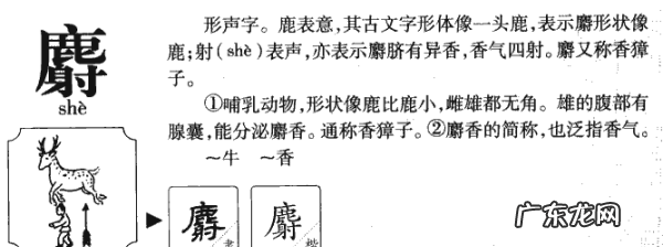 麝是什么动物,麝怎么读音