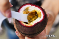 百香果肉冷藏还是冷冻,百香果怎么保存最好