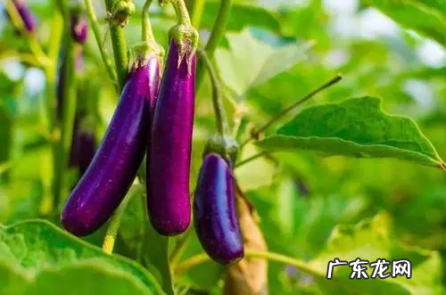 茄果类蔬菜的共同特点是,茄果类蔬菜的营养吸收有哪些特点