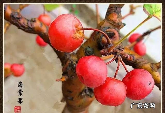 海棠花的果实能吃,海棠花果子能吃