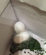 蚕吐丝是为了保暖,蚕吐丝结茧是为了干什么