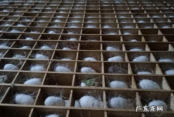 蚕吐丝是为了保暖,蚕吐丝结茧是为了干什么
