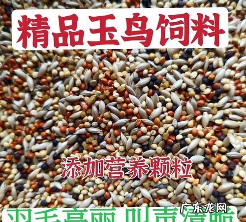 玉鸟换毛喂什么飼料,玉鸟换羽期间喂什么饲料