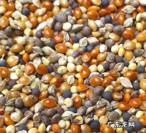 玉鸟换毛喂什么飼料,玉鸟换羽期间喂什么饲料