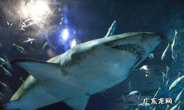虎头鲨不吃食会饿死吗？,新买回来的虎头鲨 死了 死因不明...