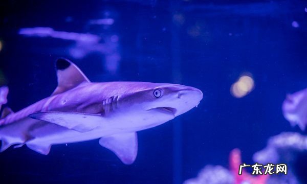 虎头鲨不吃食会饿死吗？,新买回来的虎头鲨 死了 死因不明...