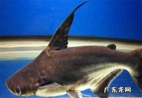 虎头鲨不吃食会饿死吗？,新买回来的虎头鲨 死了 死因不明...