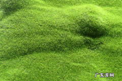 绿苔可以用什么去除,青苔怎么去除