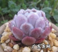 多肉冰莓用什么盆,多肉植物施什么肥容易爆盆