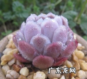 多肉冰莓用什么盆,多肉植物施什么肥容易爆盆