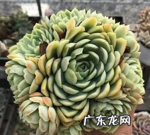 多肉冰莓用什么盆,多肉植物施什么肥容易爆盆