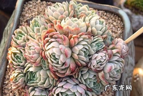 多肉冰莓用什么盆,多肉植物施什么肥容易爆盆