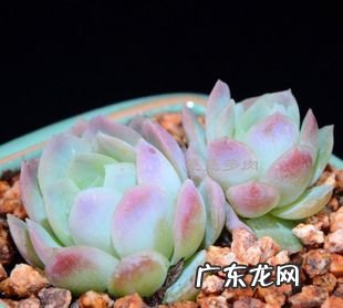多肉冰莓用什么盆,多肉植物施什么肥容易爆盆
