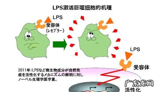葡聚糖是什么意思,我想知道葡聚糖和多糖有什么不一样英语