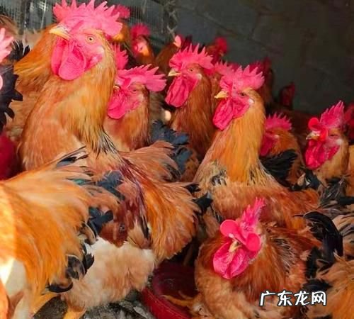 快大型肉鸡有哪几种,适合家养的鸡品种有哪些