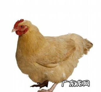 快大型肉鸡有哪几种,适合家养的鸡品种有哪些