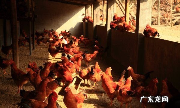 快大型肉鸡有哪几种,适合家养的鸡品种有哪些