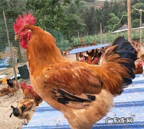 快大型肉鸡有哪几种,适合家养的鸡品种有哪些