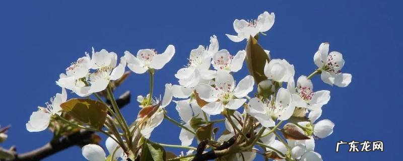 冠县景点大全一日游 冠县景点