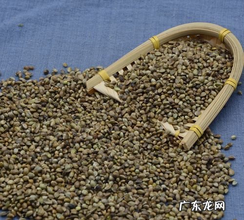 秋麻子是什么植物种子,麻子油有什么营养价值