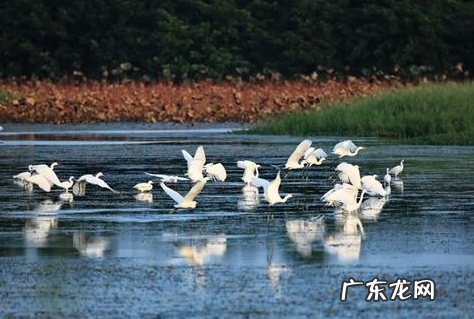 爱鸟周是每年几月几日,江苏爱鸟周是几月几日宣传语