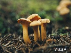 吃蘑菇起什么作用,吃蘑菇对人有什么好处和坏处