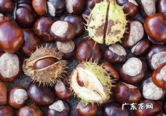 生板粟米怎样保存,粟米可以吃
