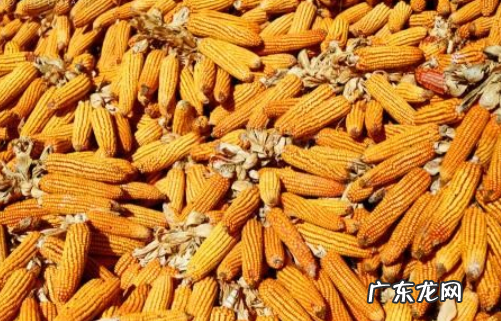 大量玉米怎么储存方法,大量新鲜玉米如何长期保存
